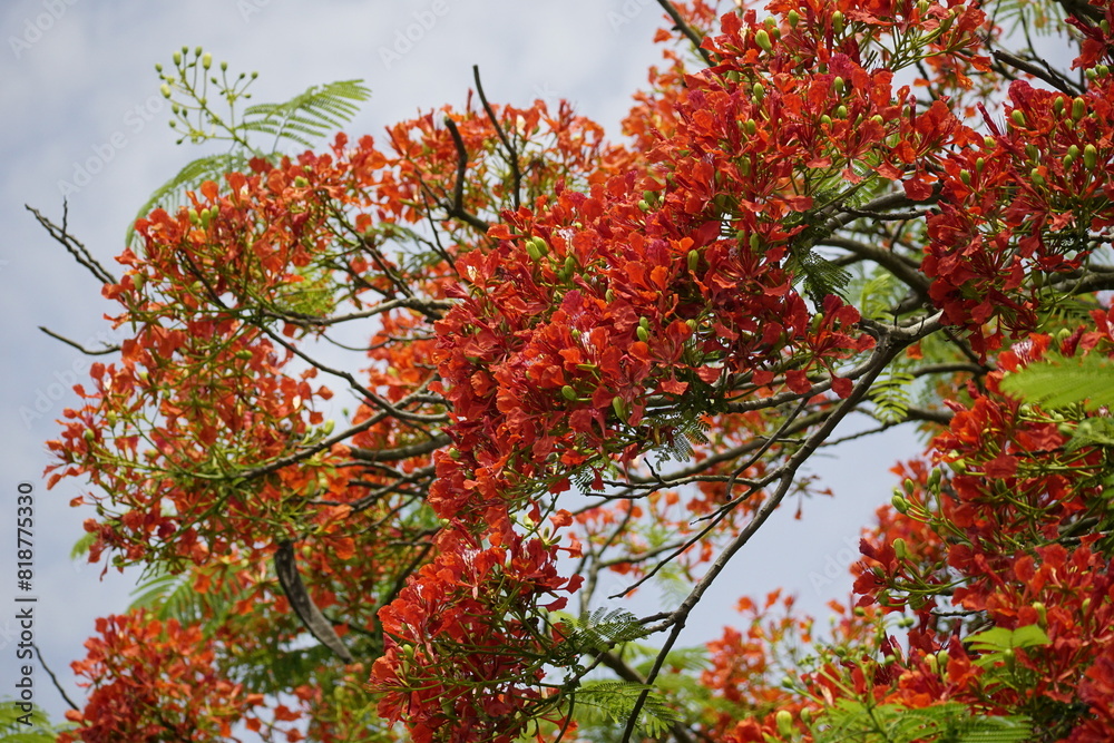 Close-up of red Delonix regia flowers blooming Close-up of red Delonix regia flowers blooming