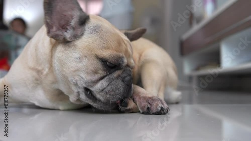 French bulldog itching paw indoor.