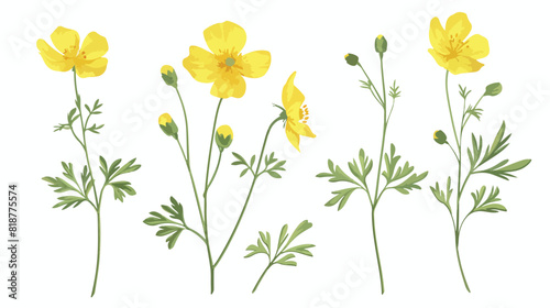 Tall giant common buttercup flower. Meadow floral pla photo