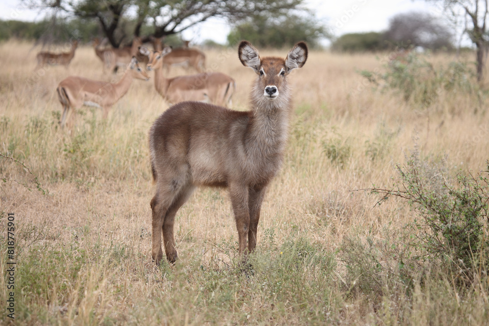 Wasserbock / Waterbuck / Kobus ellipsiprymnus.. Wasserbock / Waterbuck / Kobus ellipsiprymnus..