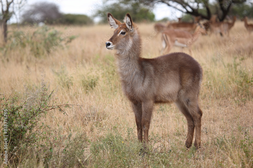 Wasserbock / Waterbuck / Kobus ellipsiprymnus.. Wasserbock / Waterbuck / Kobus ellipsiprymnus..