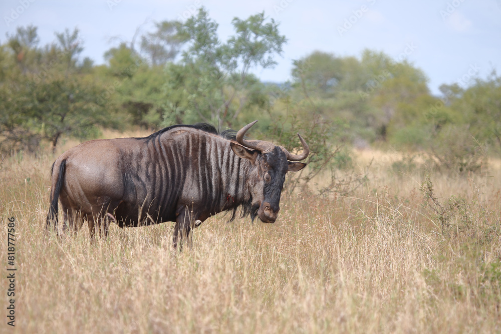 Streifengnu / Blue wildebeest / Connochaetes taurinus Streifengnu / Blue wildebeest / Connochaetes taurinus