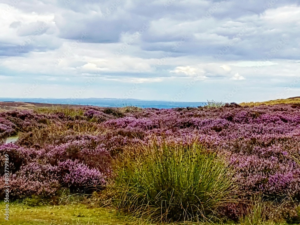 Fototapeta premium Heather, peak district 