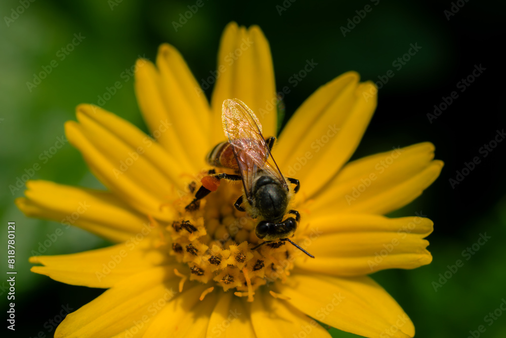 Bees suck nectar and collect pollen Bees suck nectar and collect pollen