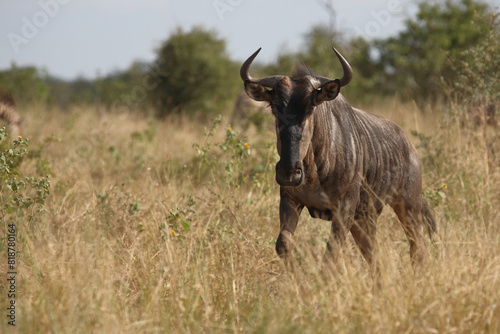 Streifengnu / Blue wildebeest / Connochaetes taurinus photo