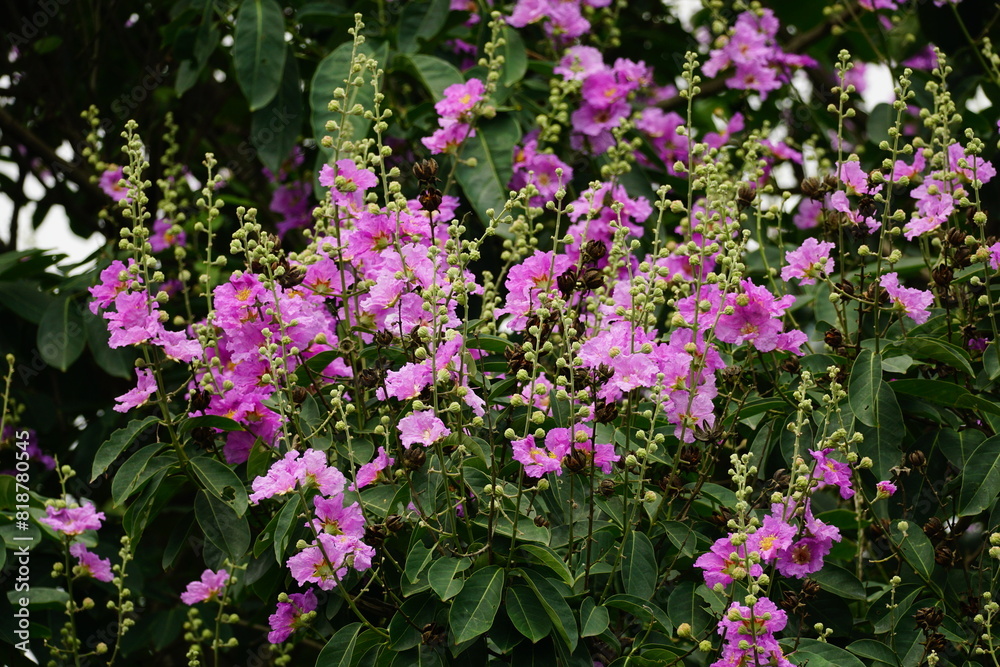 Close-up of Lagerstroemia speciosa flower blooming Close-up of Lagerstroemia speciosa flower blooming