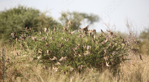 Blutschnabelweber / Red-billed quelea or Red-billed weaver / Quelea quelea. photo