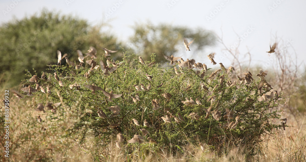 Blutschnabelweber / Red-billed quelea or Red-billed weaver / Quelea quelea. Blutschnabelweber / Red-billed quelea or Red-billed weaver / Quelea quelea.
