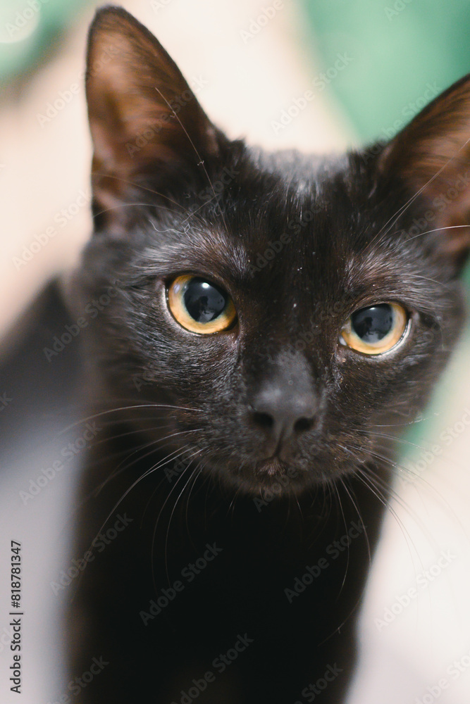 a cat is looking into the camera with yellow eyes in front of a person a cat is looking into the camera with yellow eyes in front of a person