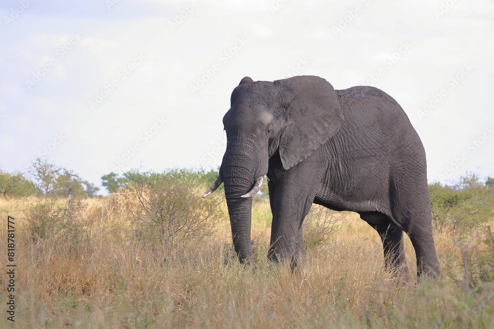 Obraz premium Afrikanischer Elefant / African elephant / Loxodonta africana
