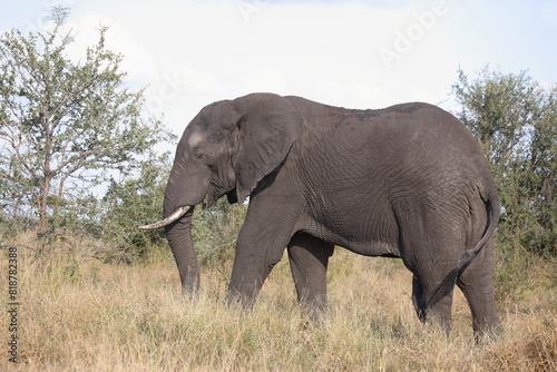 Afrikanischer Elefant   African elephant   Loxodonta africana