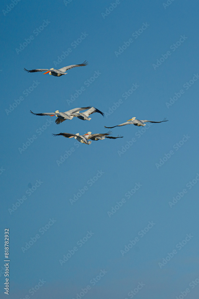 Group of birds soaring through a sky adorned with fluffy blue clouds Group of birds soaring through a sky adorned with fluffy blue clouds