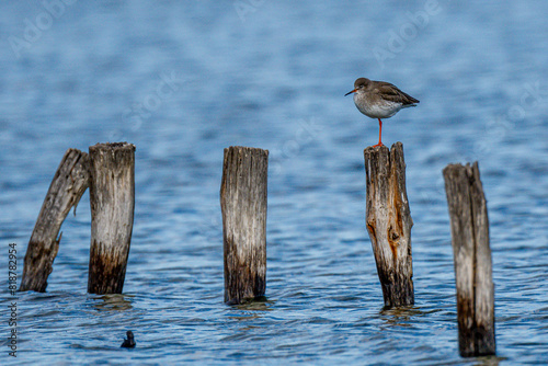 Bird perched on weathered wooden pole near log pile in the water