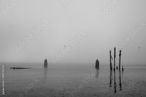 Seagulls on old wooden harbour with sunken ship's hull and fog, Ruegen Island Baltic Sea, Germany