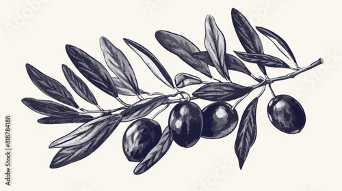 Botanical drawing of olive or Olea Europaea tree bran