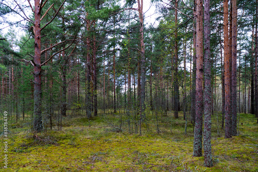 Obraz premium A tranquil scene of a pine forest with lush green moss covering the ground, captured under a cloudy sky. Perfect for nature, outdoor, and forest-themed projects