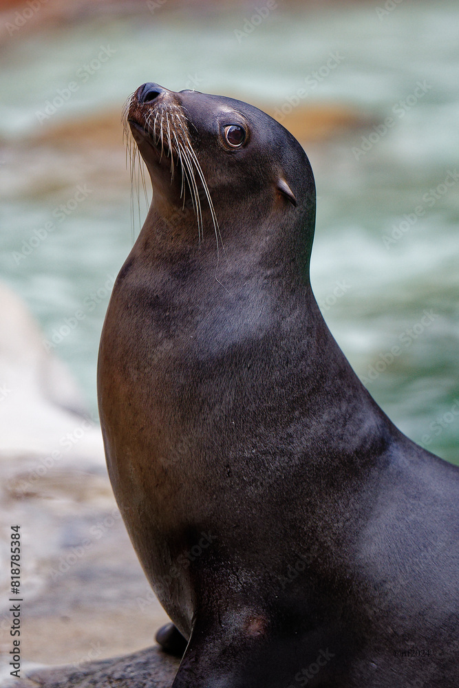 Naklejka premium a seal sitting on top of a rock next to a pool