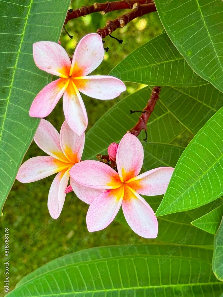 Reunion Island Bliss: White and Yellow Frangipani Reunion Island Bliss: White and Yellow Frangipani