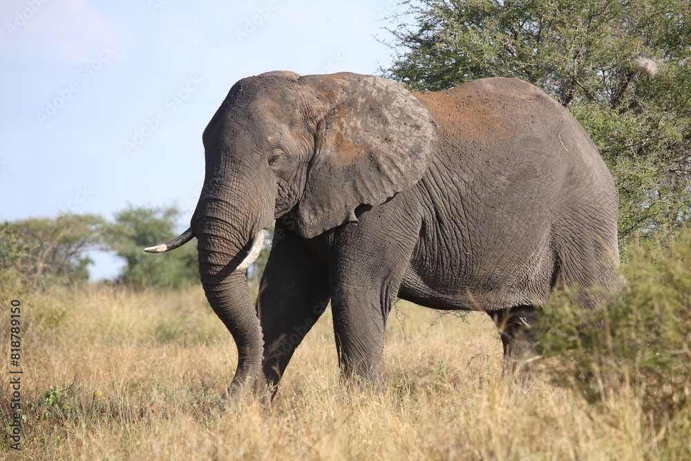 Afrikanischer Elefant / African elephant / Loxodonta africana Afrikanischer Elefant / African elephant / Loxodonta africana