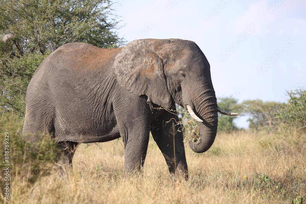 Afrikanischer Elefant / African elephant / Loxodonta africana