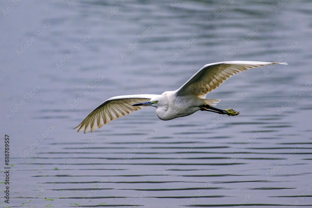 Majestic Egret gracefully soars above the tranquil waters, gliding near the lush forest shore Majestic Egret gracefully soars above the tranquil waters, gliding near the lush forest shore