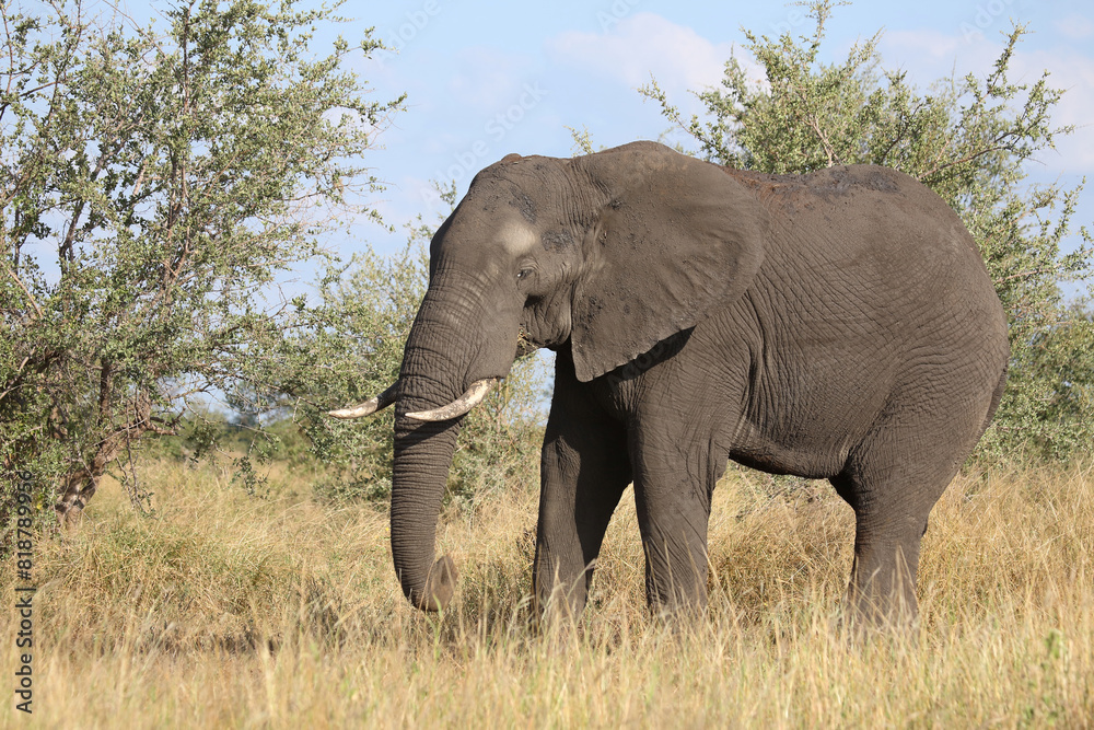 Afrikanischer Elefant / African elephant / Loxodonta africana