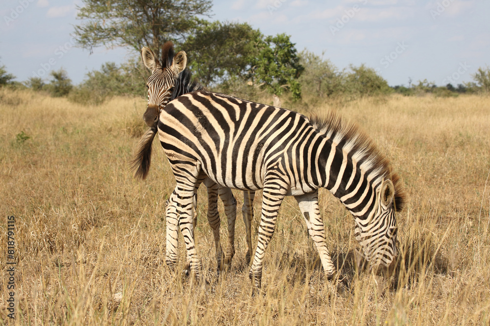 Obraz premium Steppenzebra / Burchell's zebra / Equus quagga burchellii.