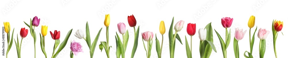 Beautiful colorful tulips isolated on white, set Beautiful colorful tulips isolated on white, set