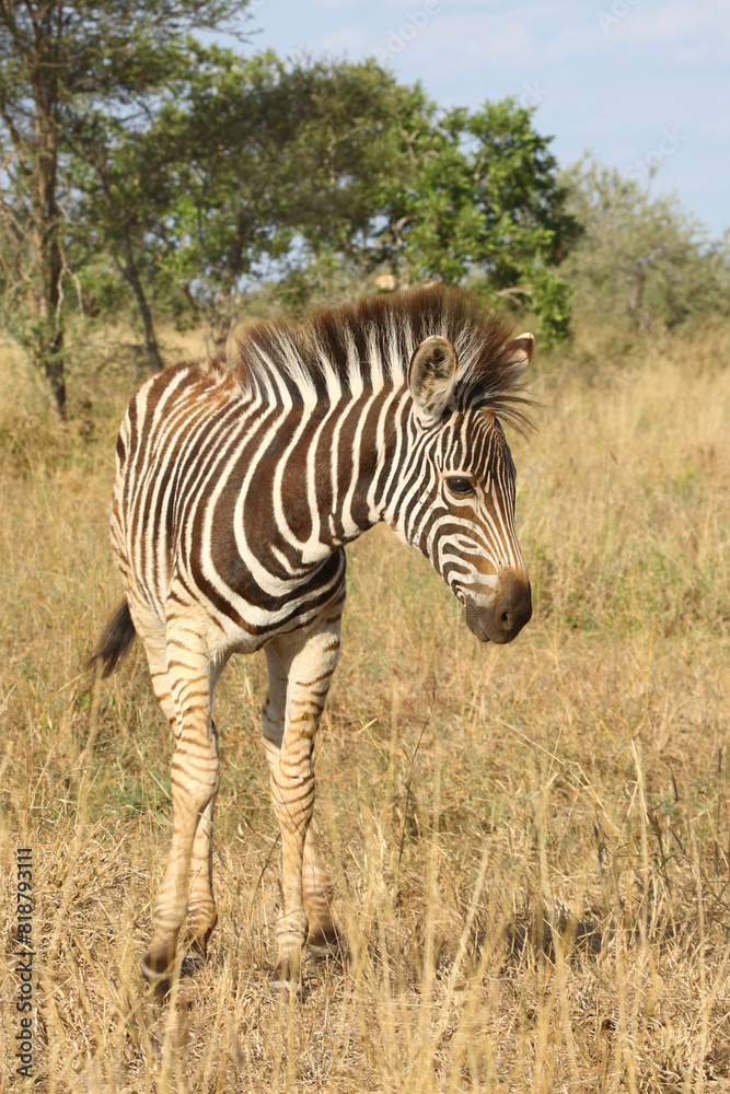 Steppenzebra / Burchell's zebra / Equus quagga burchellii. Steppenzebra / Burchell's zebra / Equus quagga burchellii.