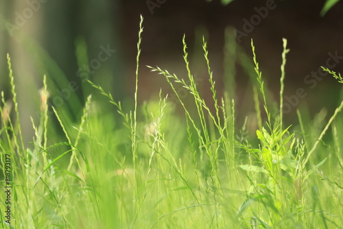 地面に生えるネズミホソムギの穂