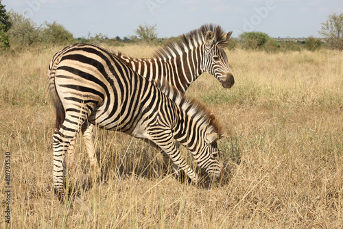 Steppenzebra   Burchell s zebra   Equus quagga burchellii.