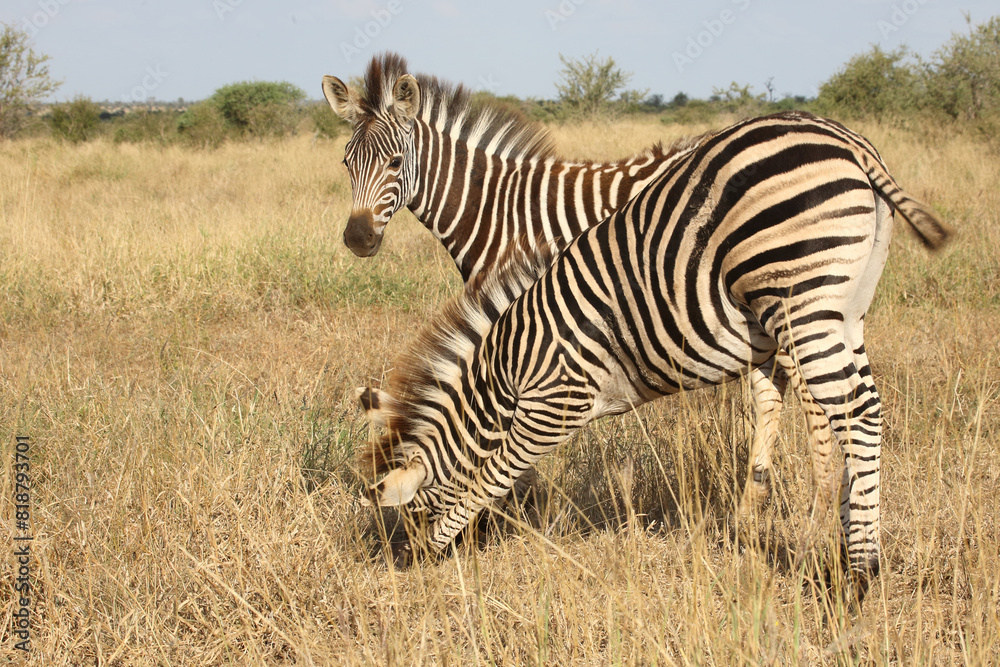 Fototapeta premium Steppenzebra / Burchell's zebra / Equus quagga burchellii.