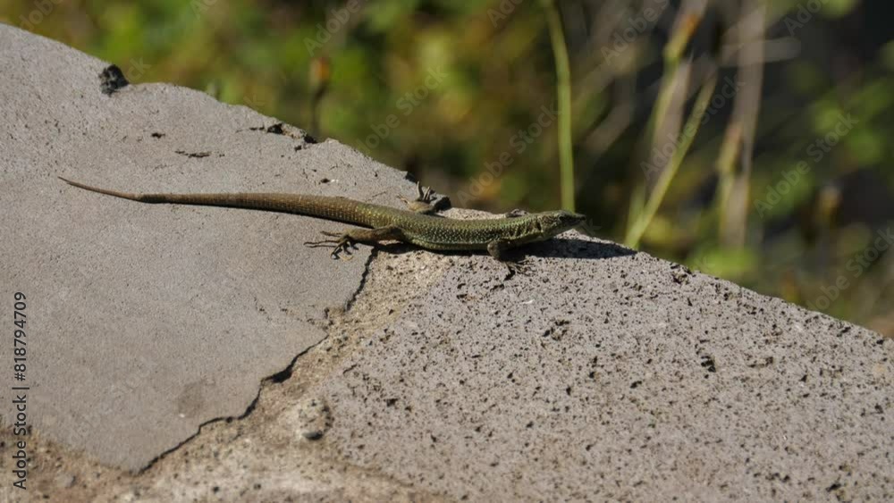 Lizard on concrete wall under the sunlight with greenery on blur background Lizard on concrete wall under the sunlight with greenery on blur background