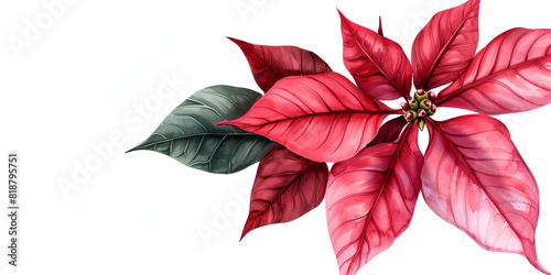 A poinsettia seen from above Isolated on white background 