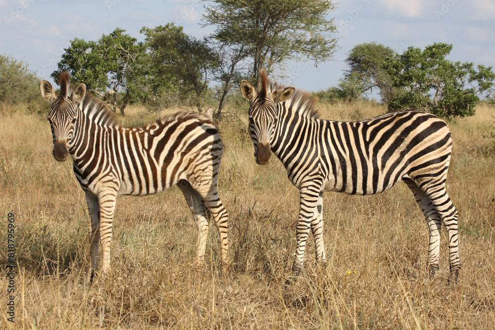 Obraz premium Steppenzebra / Burchell's zebra / Equus quagga burchellii.