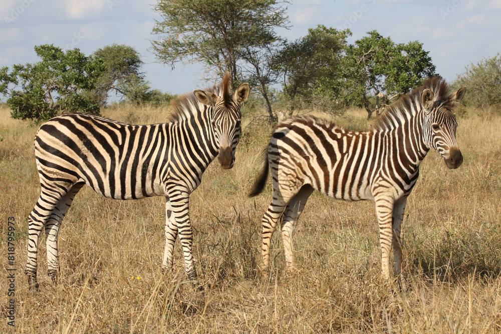 Fototapeta premium Steppenzebra / Burchell's zebra / Equus quagga burchellii.