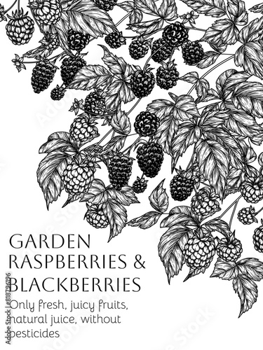 Vector frame of edible forest berries. Raspberries, blackberries in engraving style