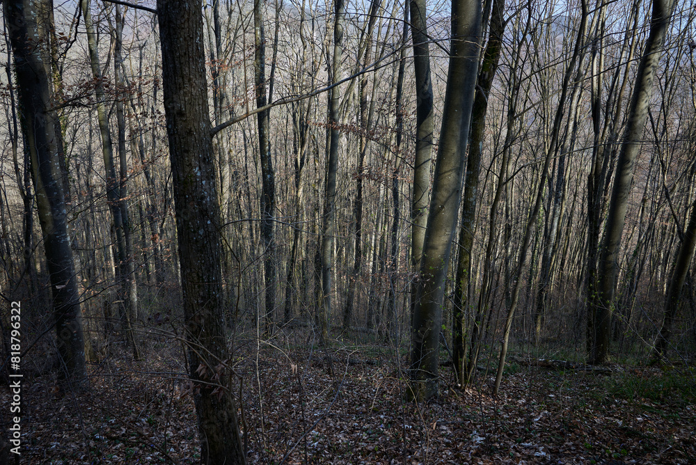 In the forest among tree trunks, lights and shadows