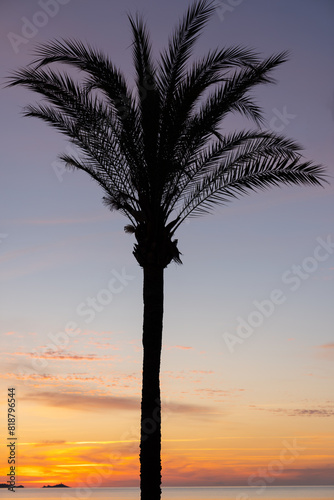 Fototapeta Naklejka Na Ścianę i Meble -  Majestic palm tree stands tall on a tropical beach as the sun sets in the background
