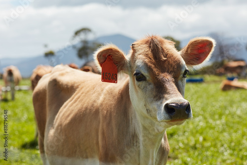 Agriculture, growth and sustainability with cow on farm outdoor at free range beef or dairy ranch. Earth, nature and summer with cattle on grass in countryside meadow for eco friendly farming