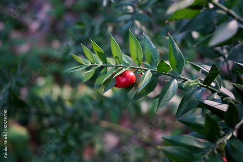 Ruscus aculeatus, known as butcher's-broom photo