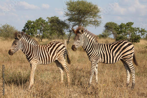 Steppenzebra   Burchell s zebra   Equus quagga burchellii.