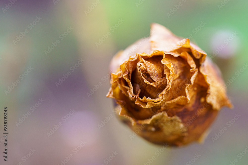 dried rose bud with an extreme closeup of the petals dried rose bud with an extreme closeup of the petals
