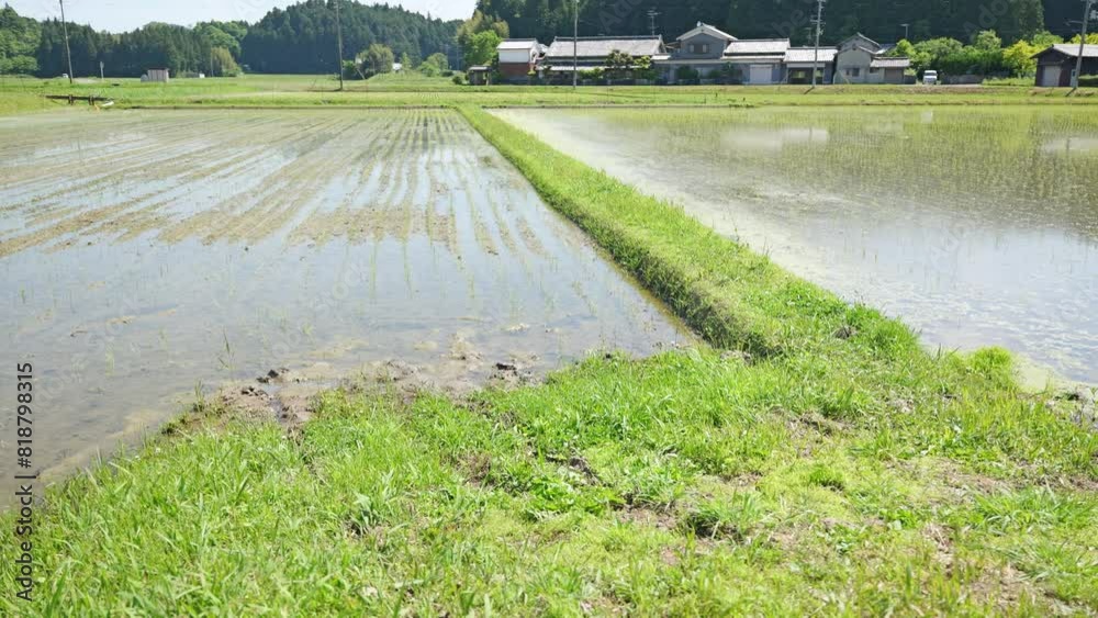 Paddy field after rice planting Paddy field after rice planting