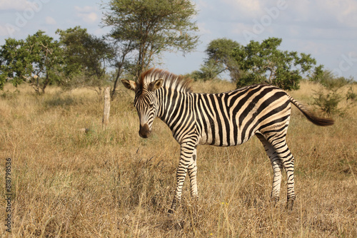 Steppenzebra   Burchell s zebra   Equus quagga burchellii.