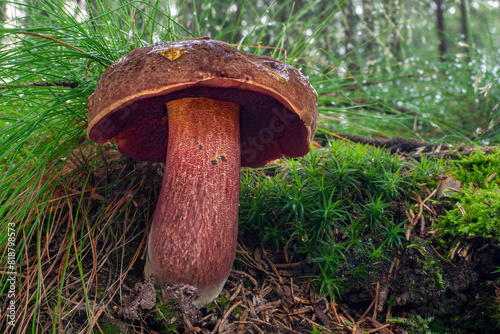 Wild edible mushroom Scarletina Bolete (Neoboletus luridiformis or Boletus erythropus) growing in the grass and moss in a forest photo