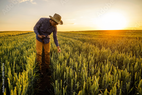 African farmer is standing in his growing wheat field. He is examining progress of plants.