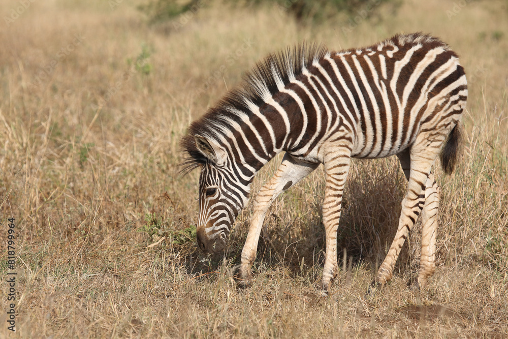 Fototapeta premium Steppenzebra / Burchell's zebra / Equus quagga burchellii.