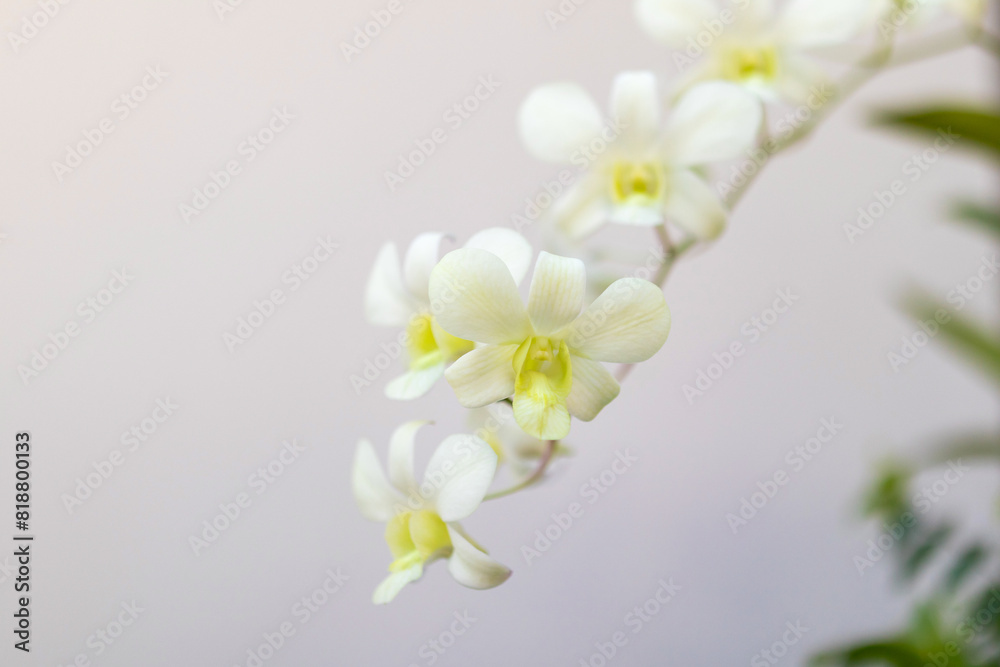 Obraz premium Beautiful Orchid flower blooming in garden floral background