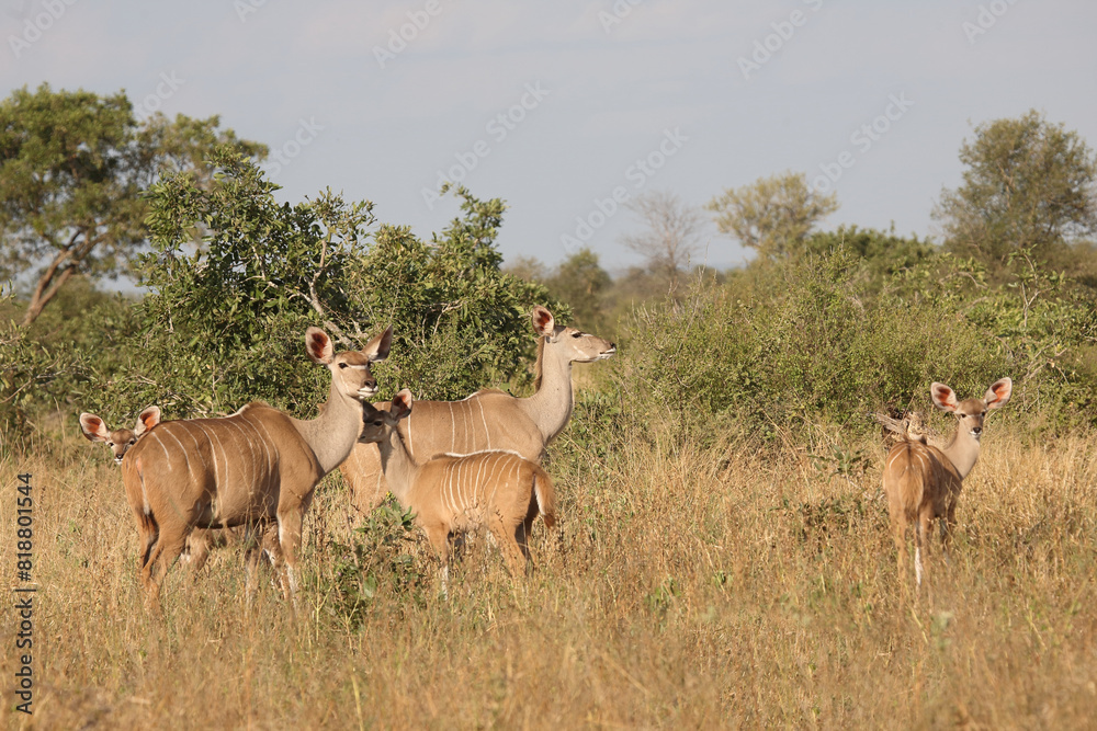 Großer Kudu / Greater kudu / Tragelaphus strepsiceros. Großer Kudu / Greater kudu / Tragelaphus strepsiceros.